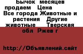 Бычок 6месяцев продаем › Цена ­ 20 000 - Все города Животные и растения » Другие животные   . Тверская обл.,Ржев г.